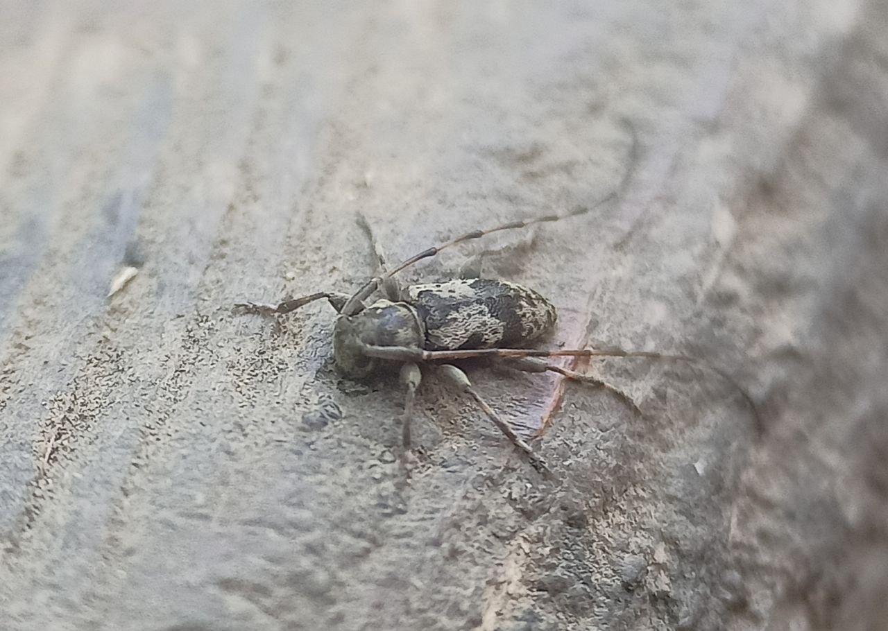Photo of Timberman (Acanthocinus aedilis)