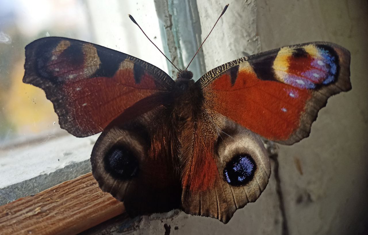 Photo of European peacock (Aglais io)