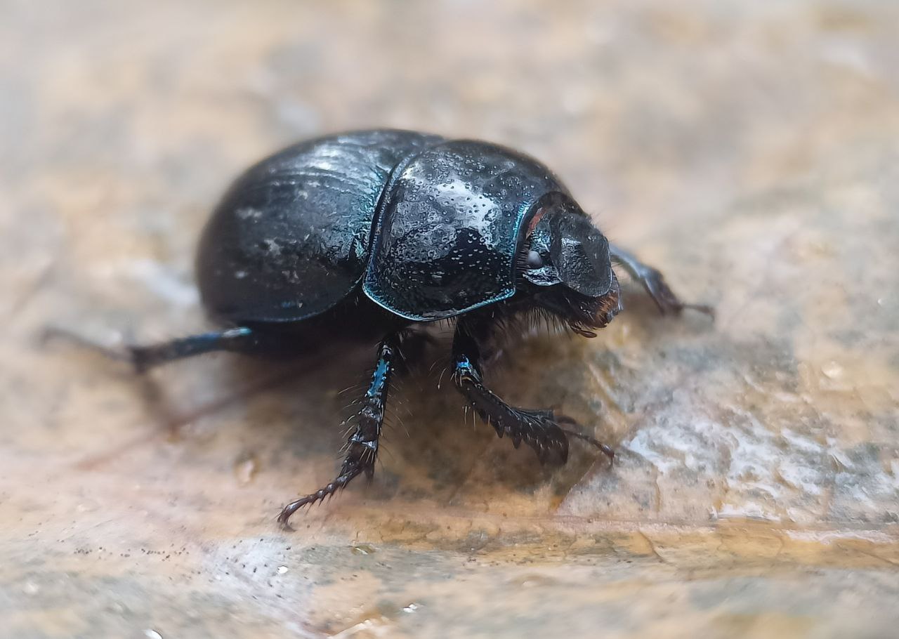 Photo of Dor beetle (Anoplotrupes stercorosus)