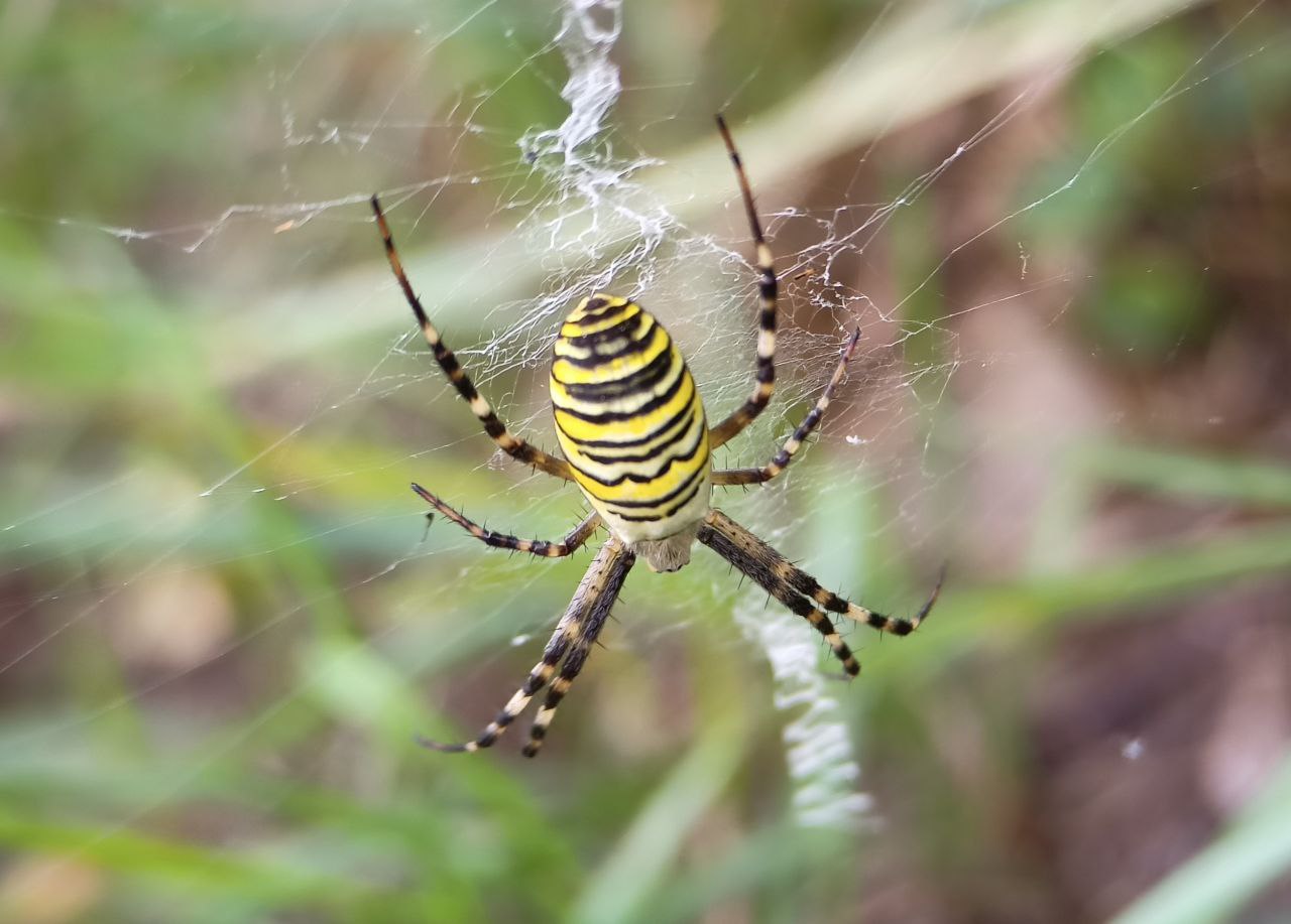 Photo of Wasp spider (Argiope bruennichi)