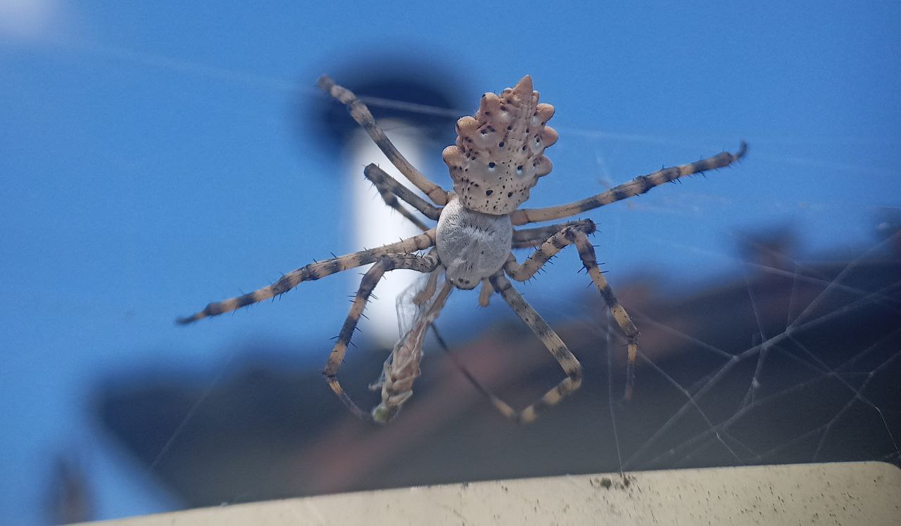 Photo of Lobed argiope (Argiope lobata)