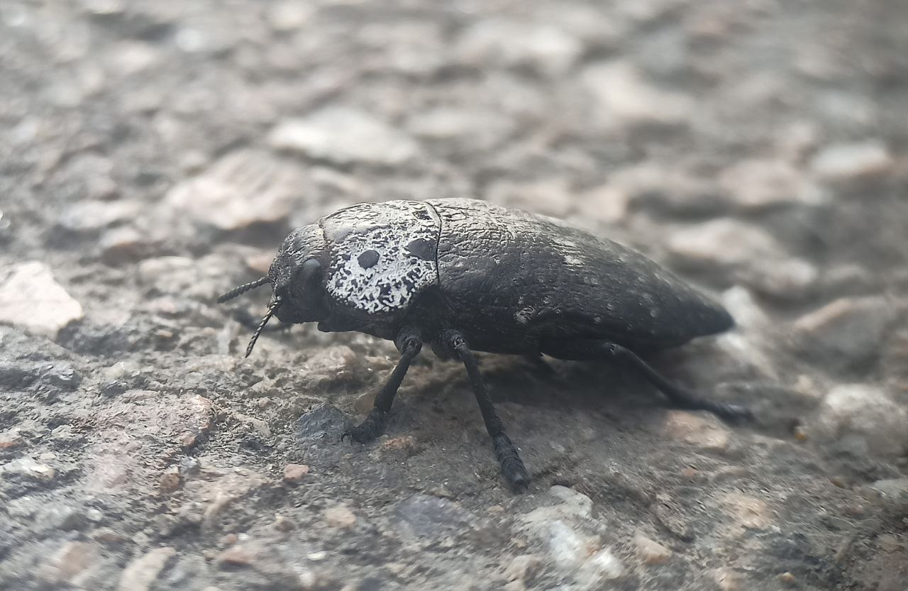Photo of Flat-headed root-borer (Capnodis tenebrionis)