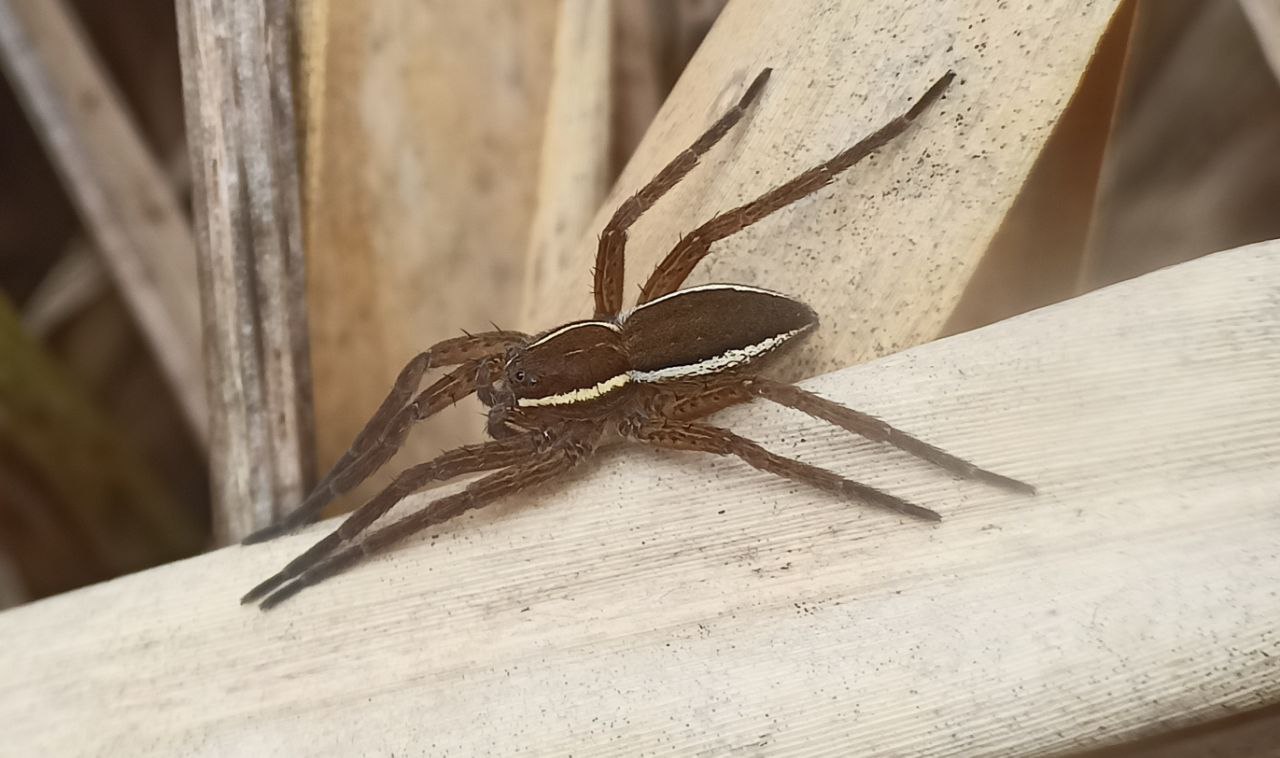 Photo of Raft spider (Dolomedes fimbriatus)