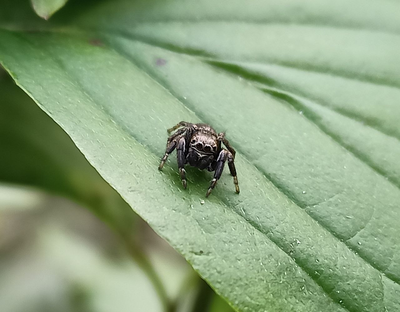 Photo of Metallic jumping spider (Evarcha arcuata)