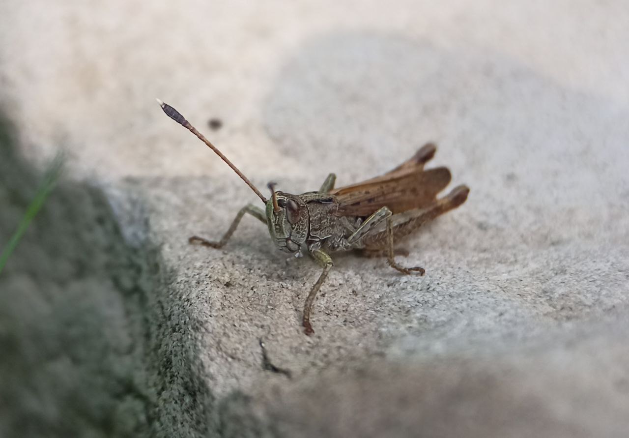 Photo of Rufous grasshopper (Gomphocerippus rufus)