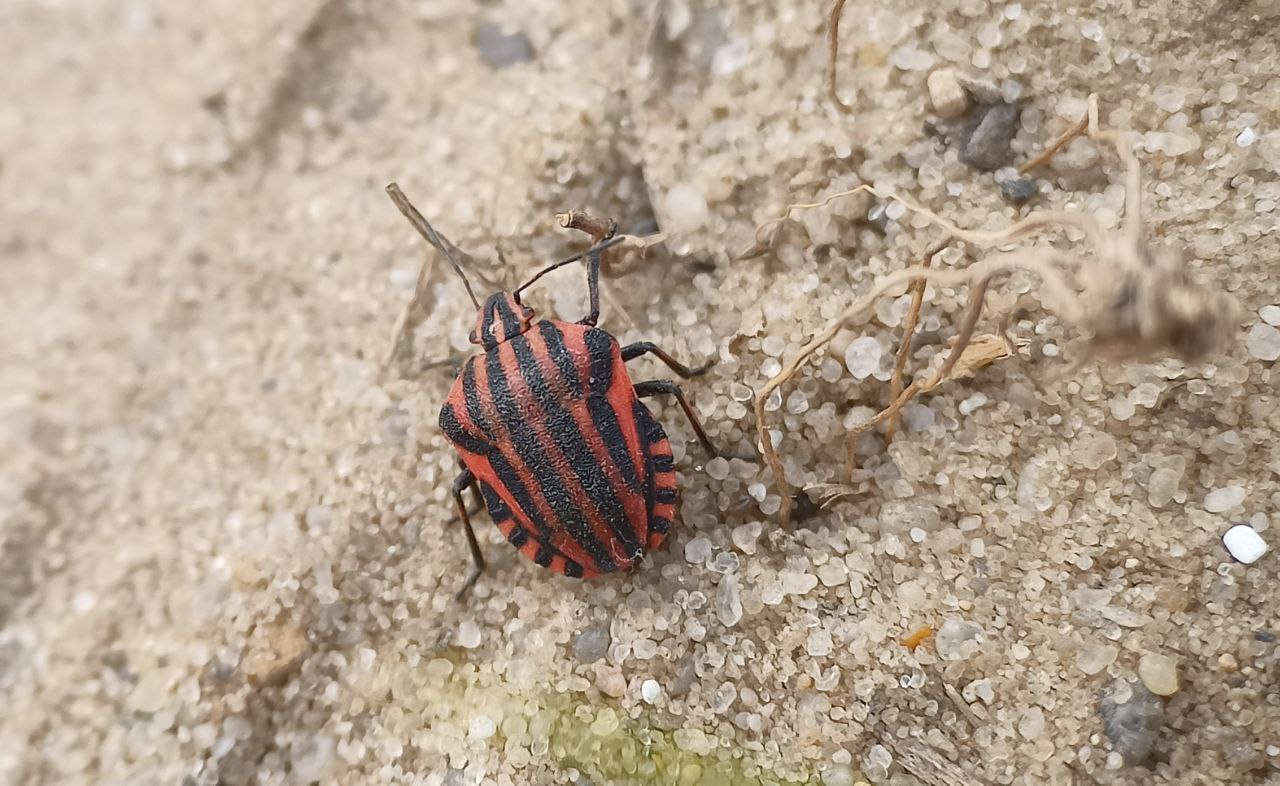 Photo of Striped shield bug (Graphosoma lineatum)