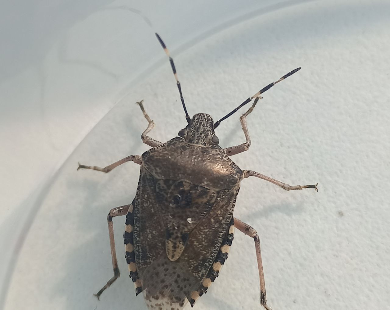 Photo of Brown marmorated stink bug (Halyomorpha halys)