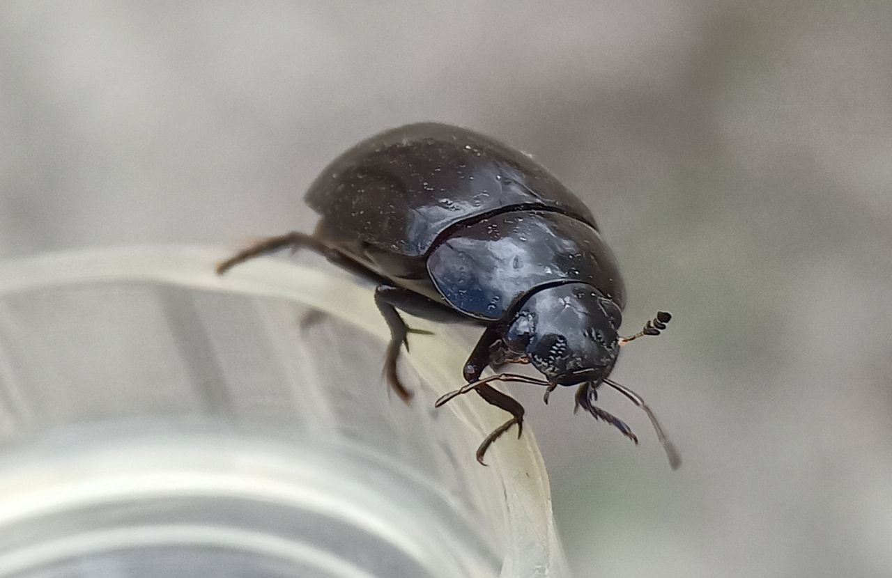 Photo of Water scavenger beetle diminutive small (Hydrochara caraboides)
