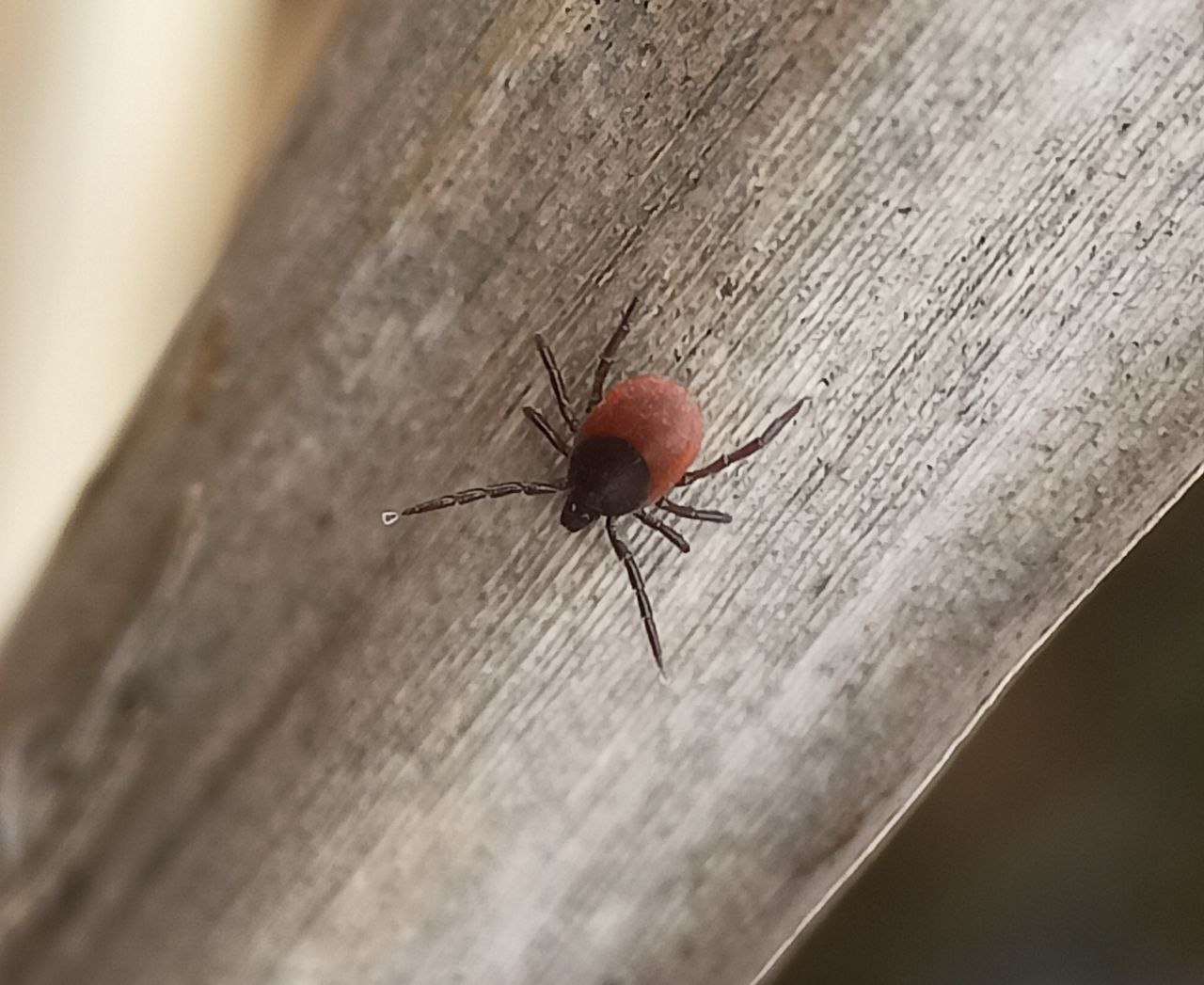 Photo of Castor bean tick (Ixodes ricinus)