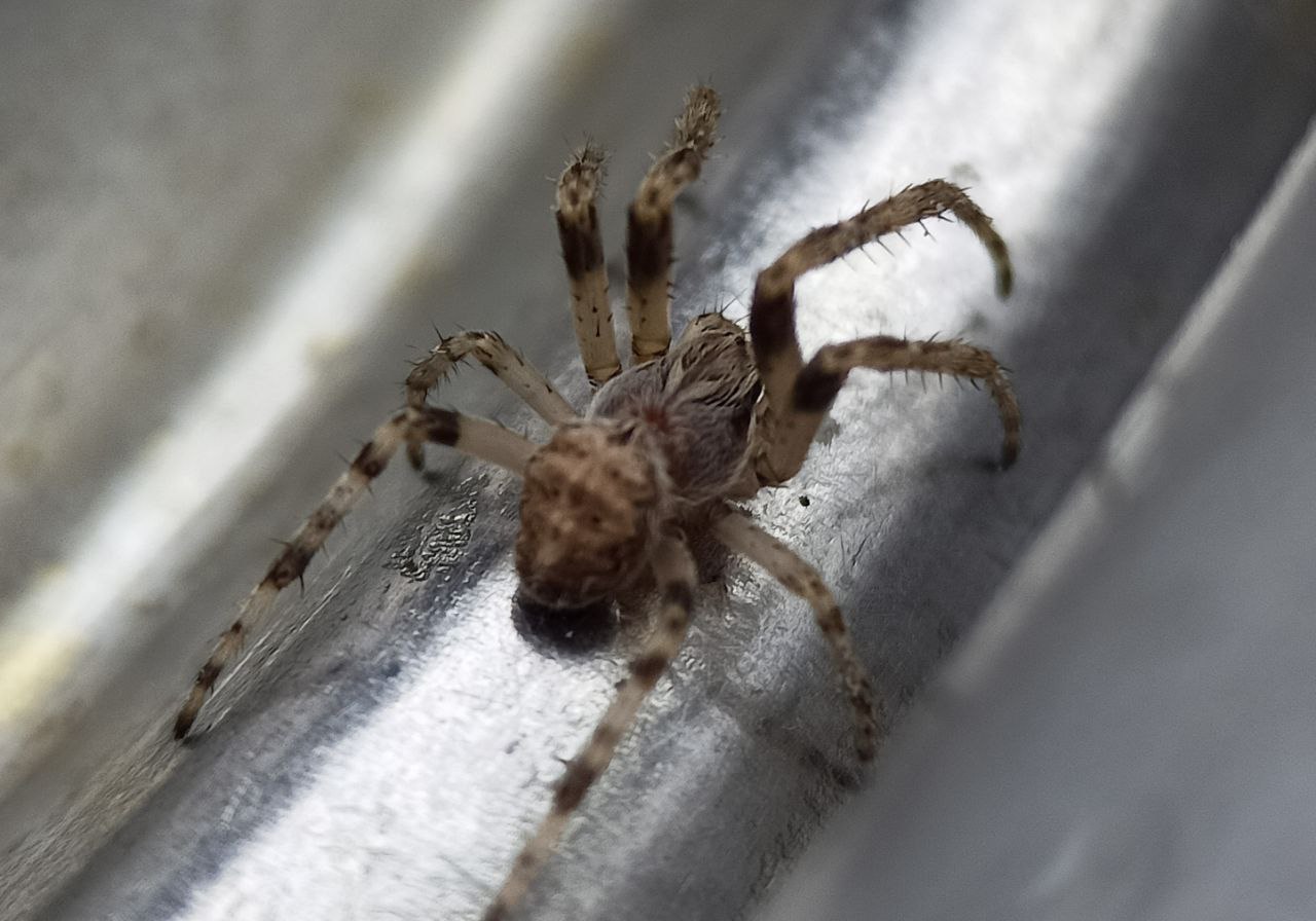 Photo of Bridge-spider (tettigonia-viridissima)