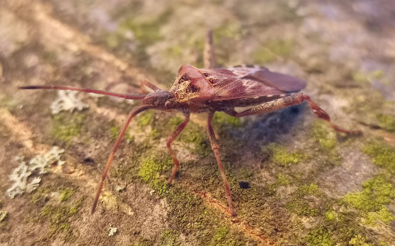 Photo of Western conifer seed bug (Leptoglossus occidentalis)