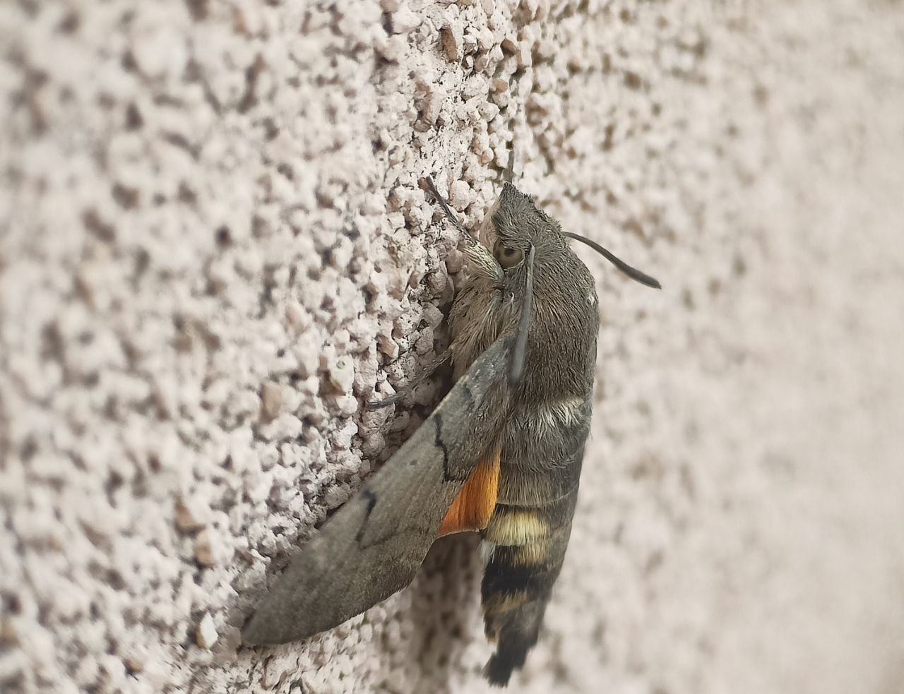 Photo of Hummingbird hawk moth (Macroglossum stellatarum)