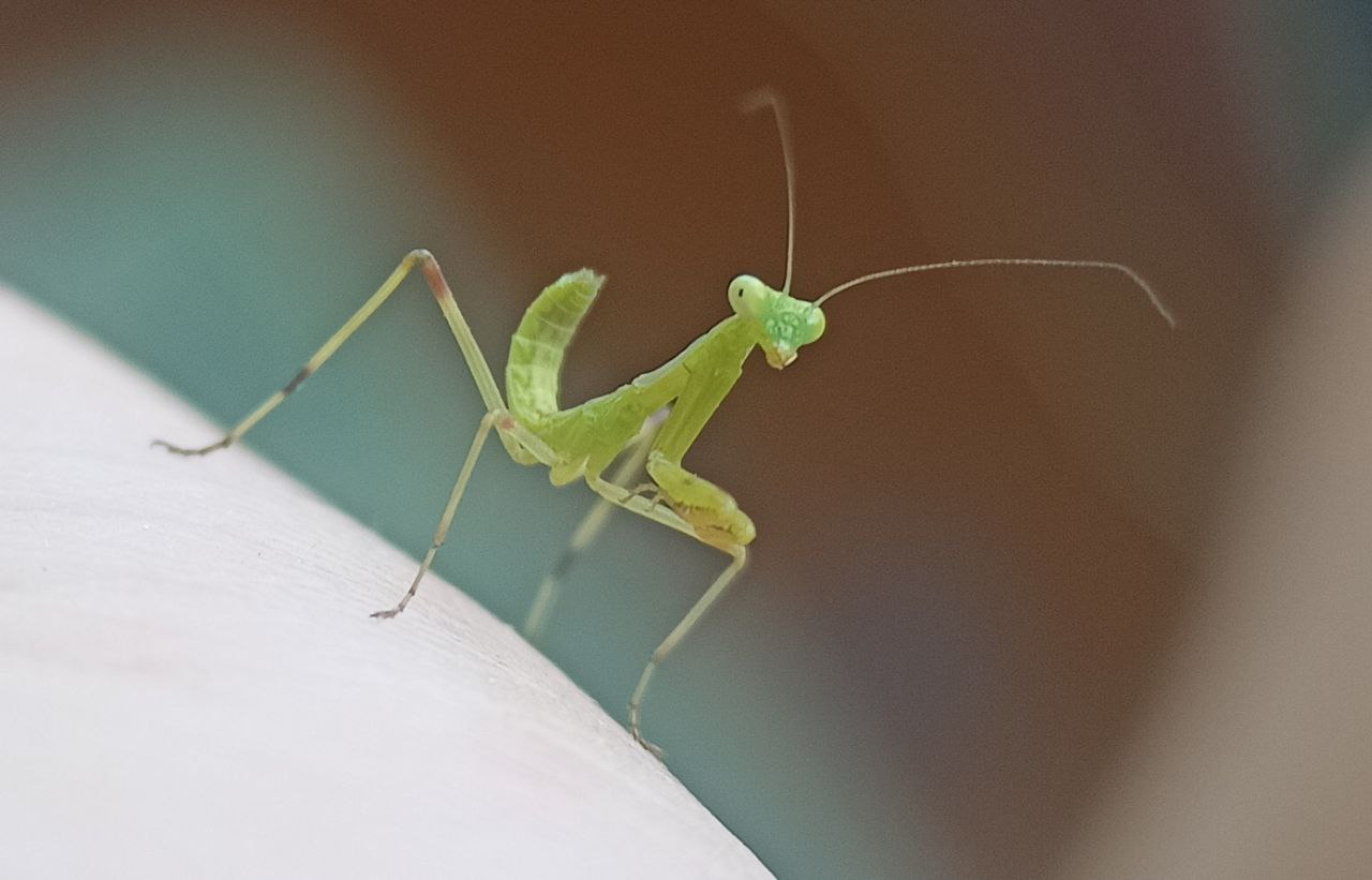 Photo of European mantis (Mantis religiosa)