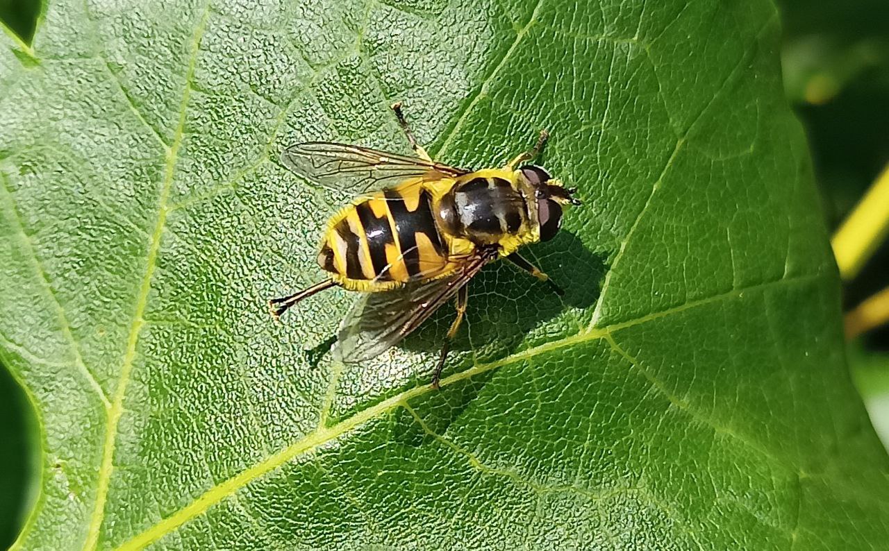 Photo of Hoverfly flower (Myathropa florea)