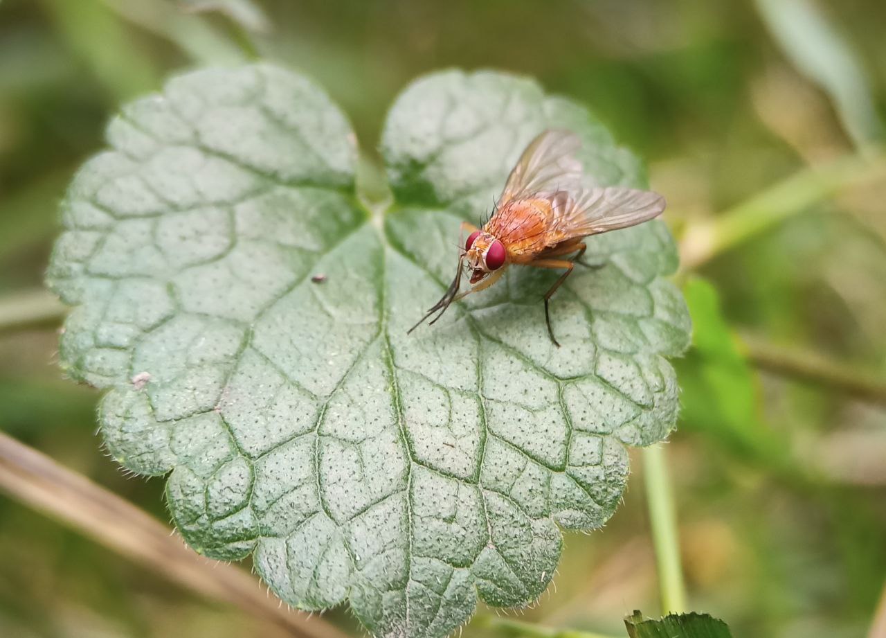 Photo of Orange muscid fly (tettigonia-viridissima)