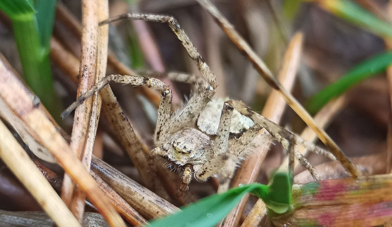 Photo of Lichen running-spider (Philodromus margaritatus)