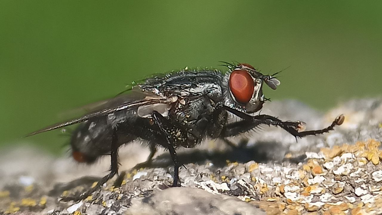 Photo of European Flesh fly (Sarcophaga carnaria)
