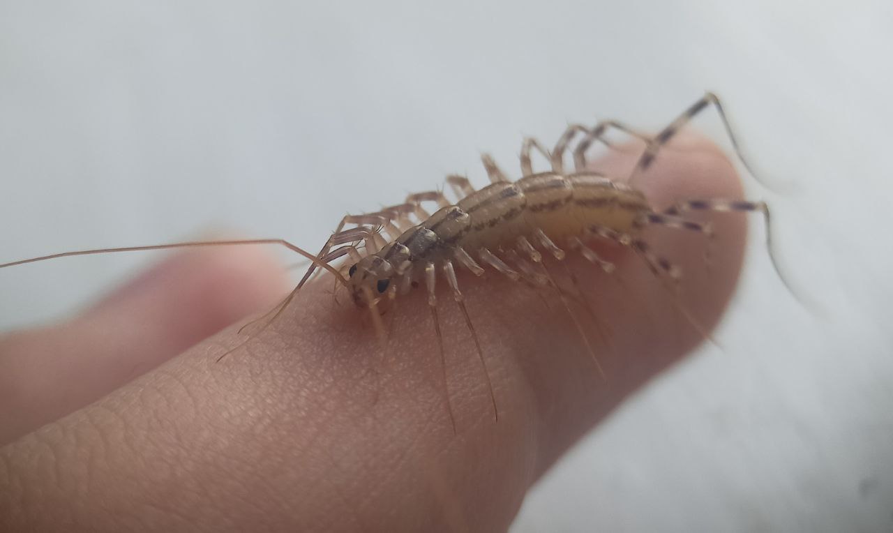 Photo of House Centipede (Scutigera coleoptrata)