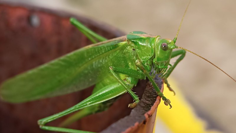 Photo of Green Cricket (Tettigonia viridissima)