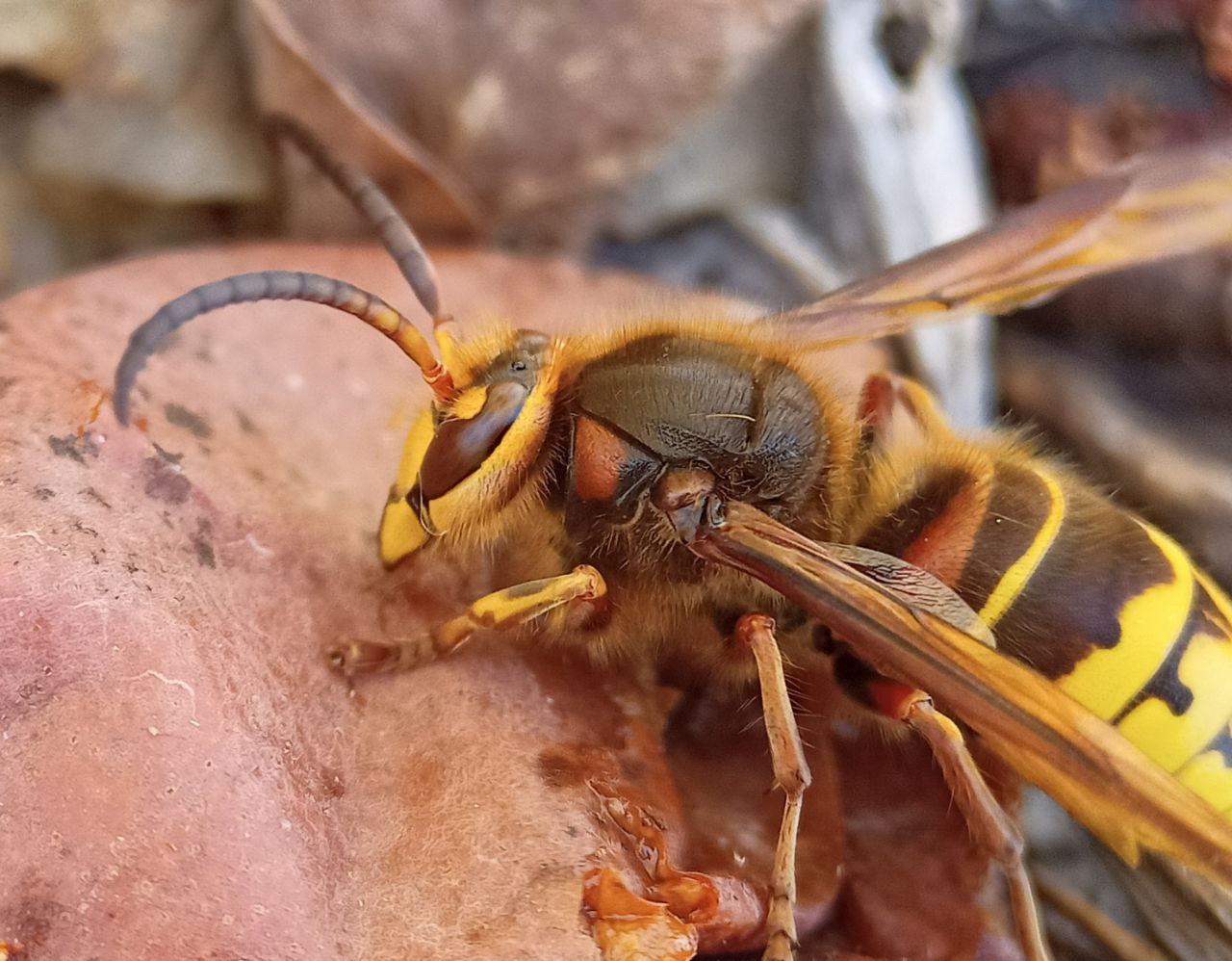 Photo of European hornet (Vespa crabro)
