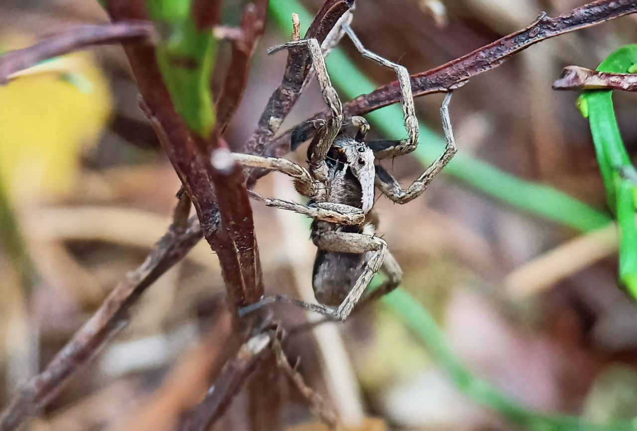 Photo of Xerolycosa miniata