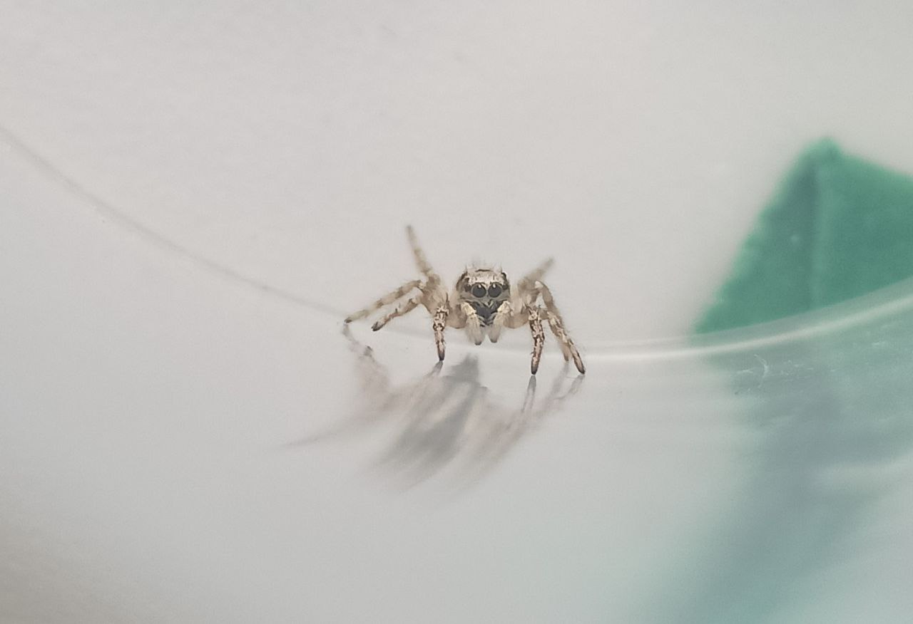 Photo of Zebra jumping spider (Salticus scenicus)