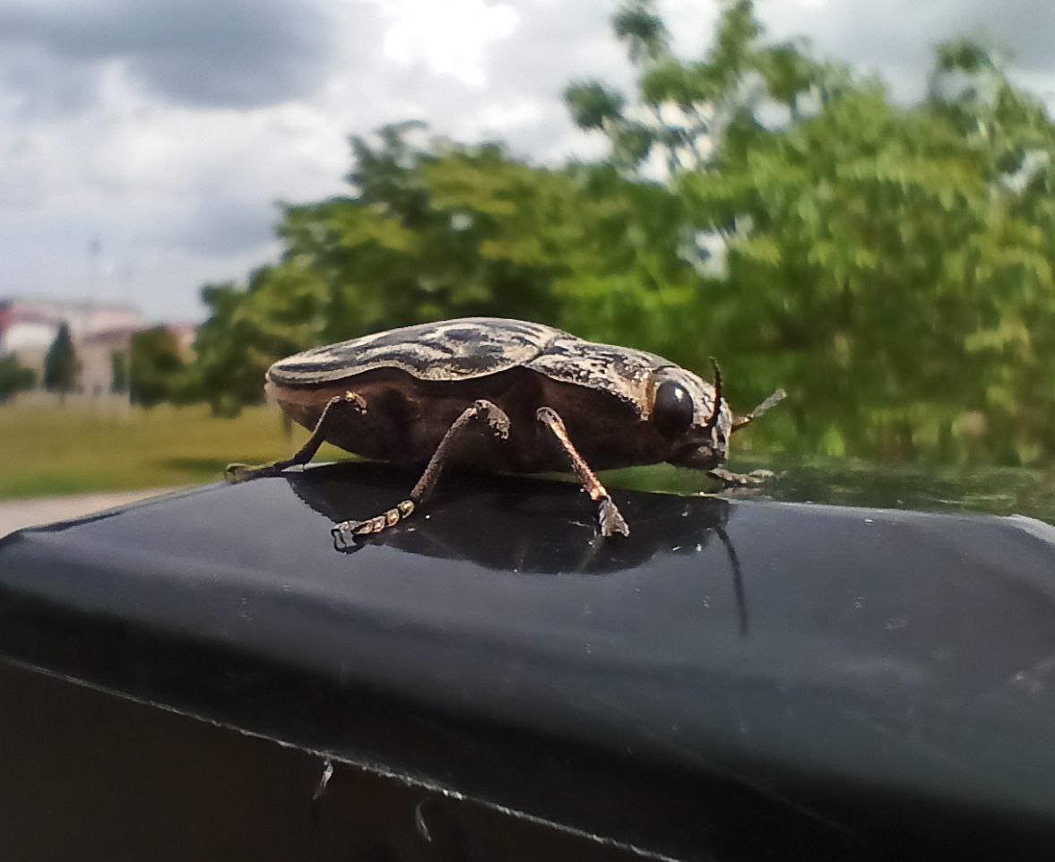 Photo of Flatheaded pine borer (Chalcophora mariana)
